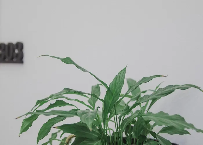 דירה Minimal Culture Boutique